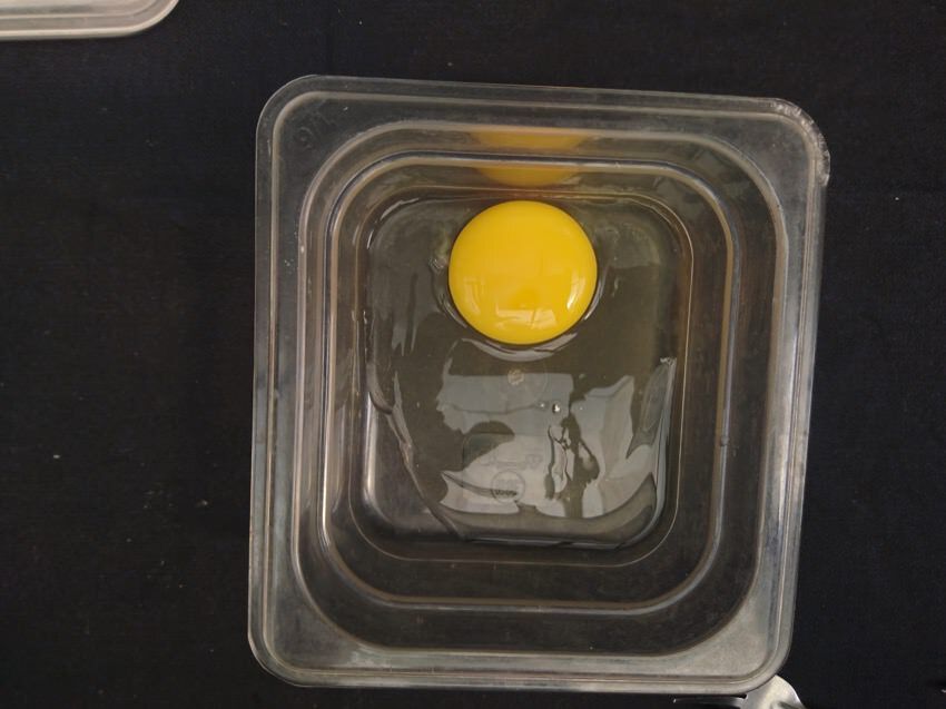 egg