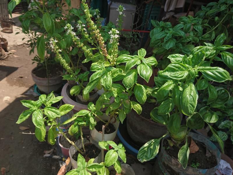 basil leaves
