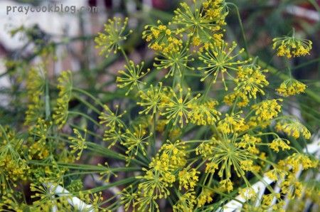 Fresh Dill