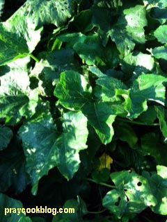 zucchini blossom