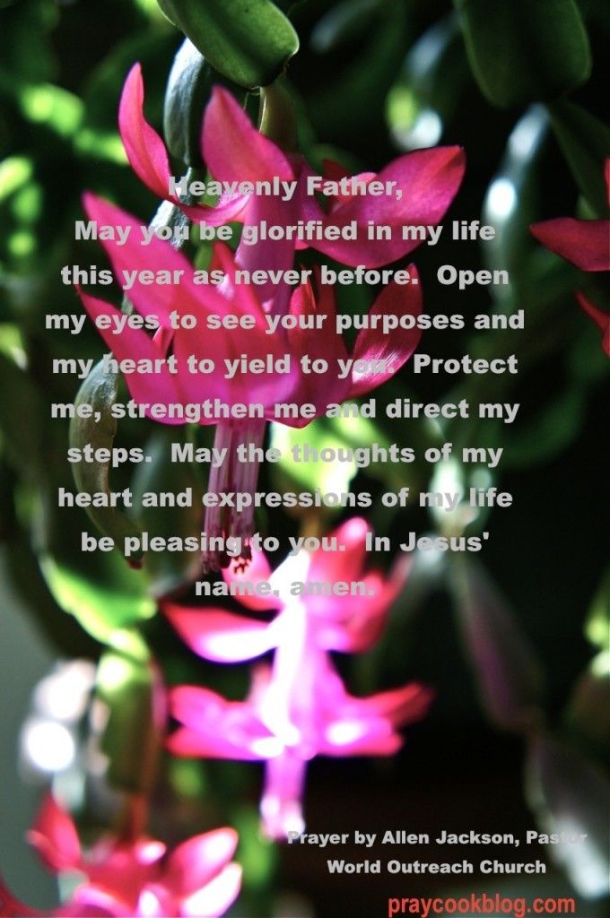 christmas cactus 3