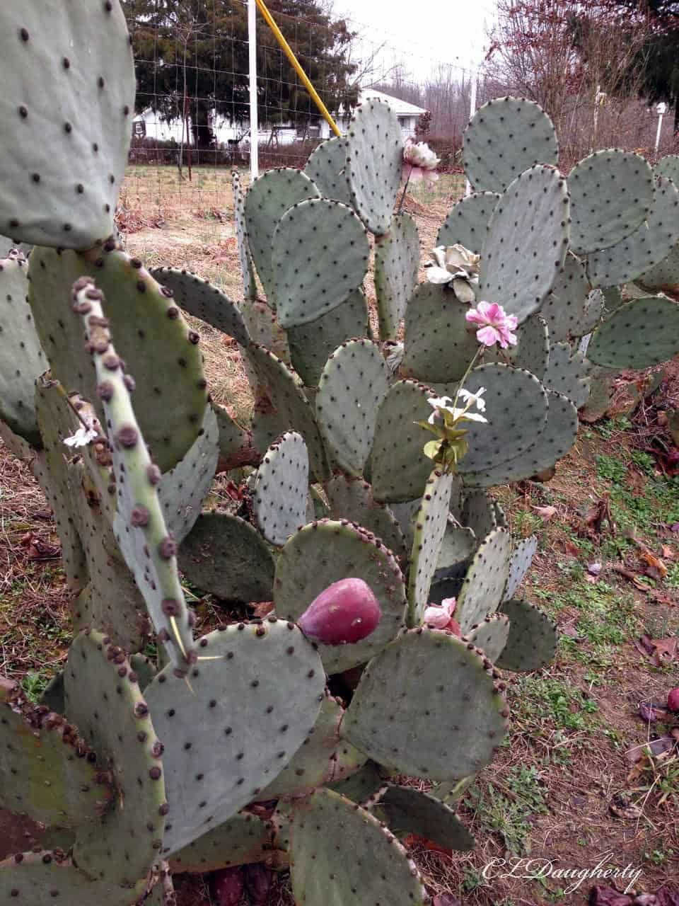 When A Cactus Blooms Roses