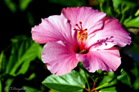 pink hibiscus with bee
