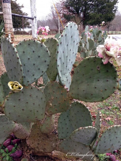 Flowering Cactus