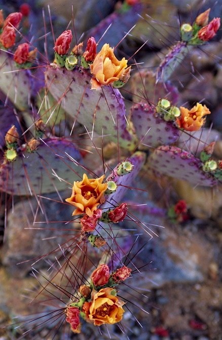 cactus real