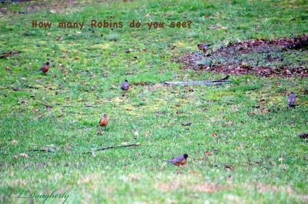 Robins