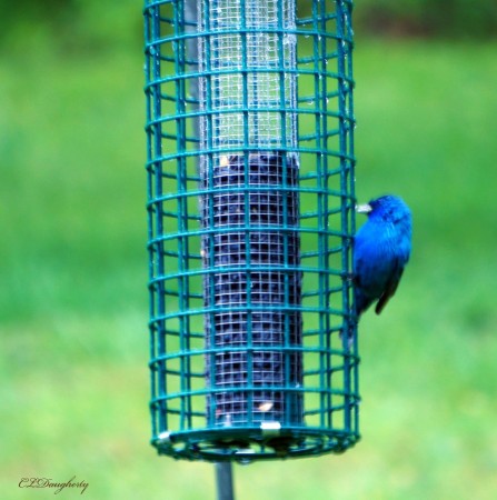 my blue bird