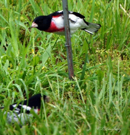 rose breasted gros beak