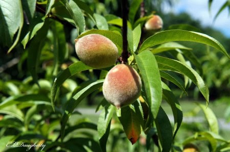 Baby peaches