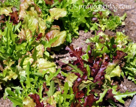 Fresh garden lettuce