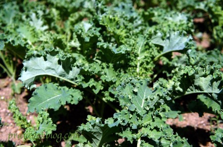 kale in garden