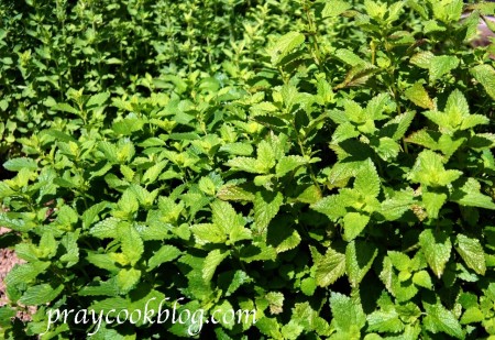 lemon balm