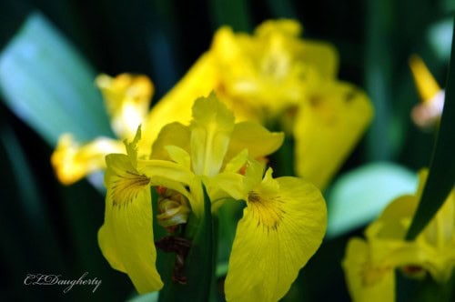 Yellow Iris at praycookblog.com