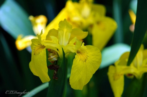 yellow iris upclose