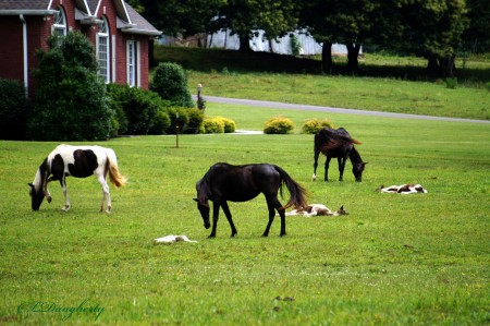 3 foals and moms