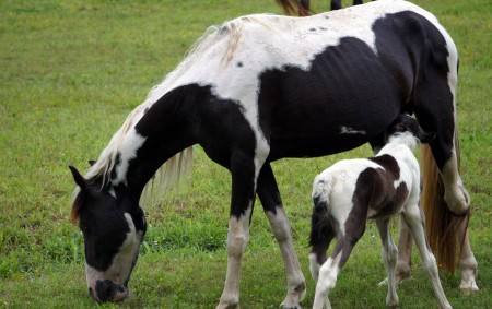 Foal and mom feeding