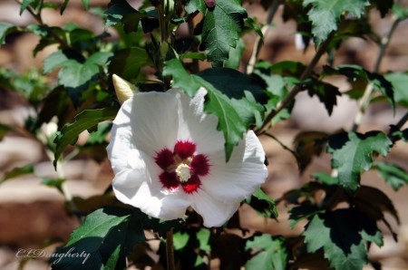 first bloom rose of sharon