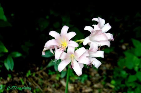 Pink Lilies