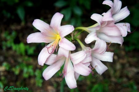 lilies upclose