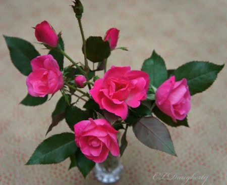 pink roses