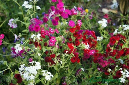 Russian Dacha garden