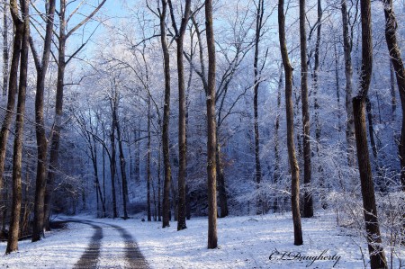 The Blue Forest