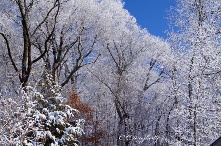 snowy tree blue sky