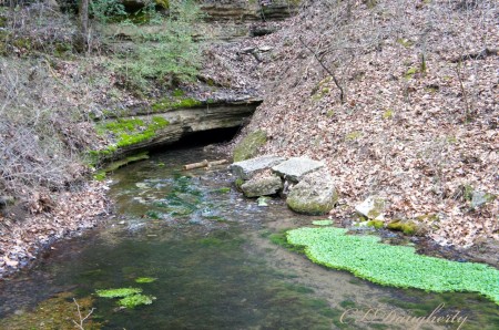 Cave spring watercress