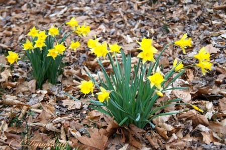 Daffodils 2014