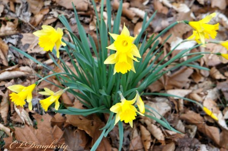 Spring Daffodils 2014