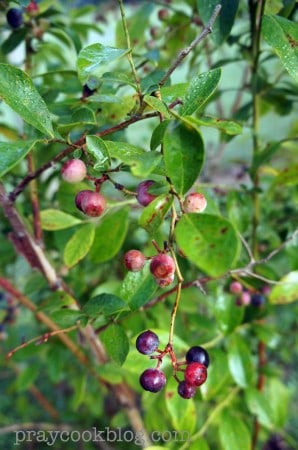 Blueberry Blush upclose