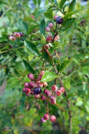 Blueberry Bush July 22