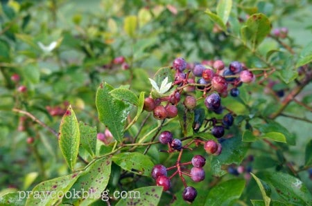 Blueberry Bush July