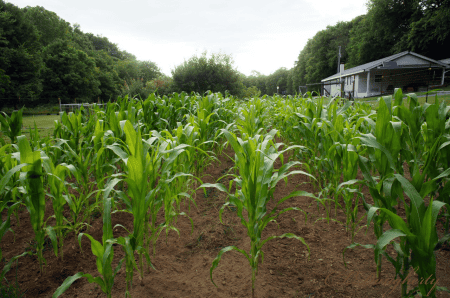 July Mushroom Corn