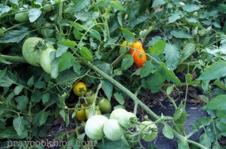 Roma Tomato July 22