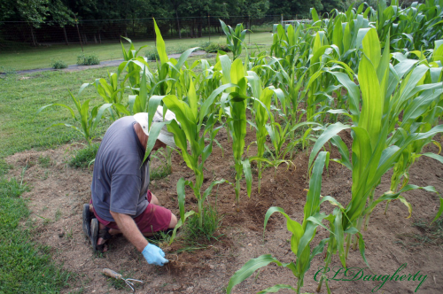 Weeding The Corn