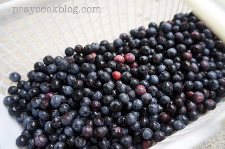 picked blueberries