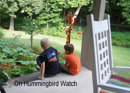 On Hummingbird Watch