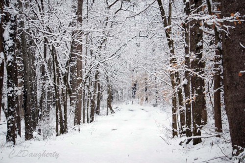 Cave spring lane snowy