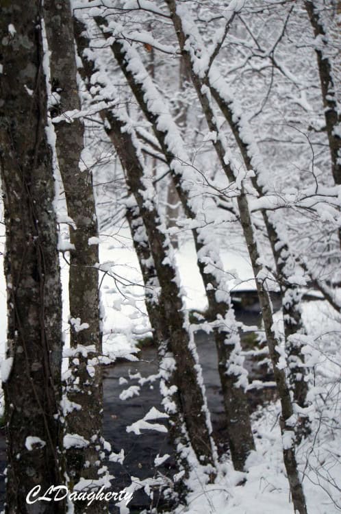 snowy trees