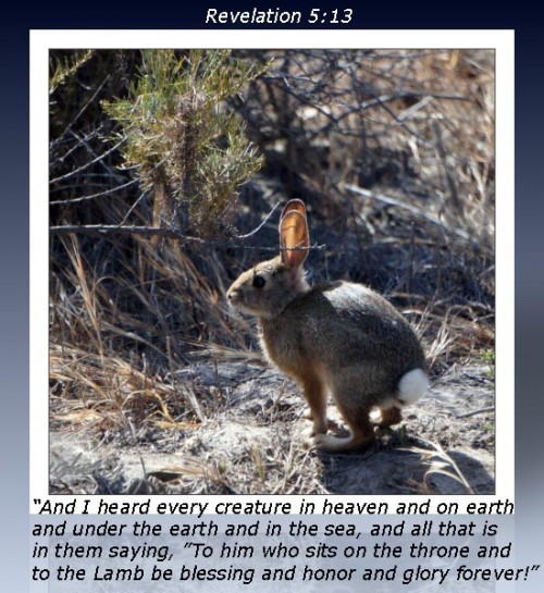 Revelation 5-13 Rabbit