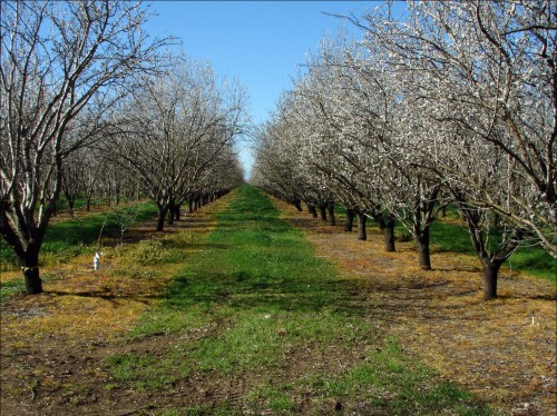 Almond Orchard