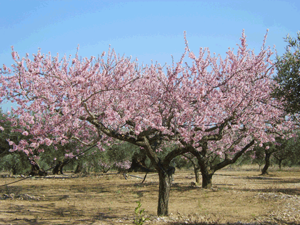 Almond Tree in Bloom by jeffwalker.wordpress.com