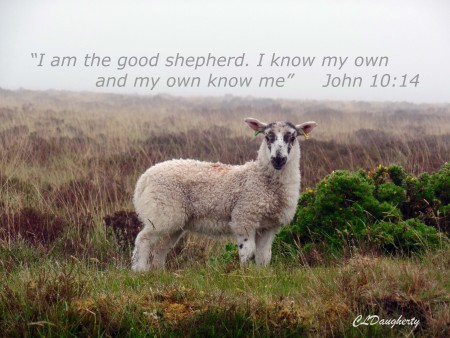 Baby Lamb Exmoor Park