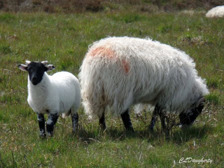 Lamb and Ewe