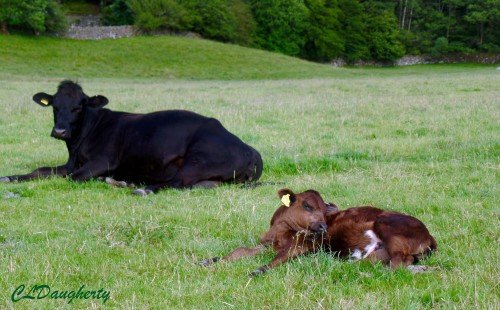 This little calf is sound asleep and didn't care at all that we were walking through his field.