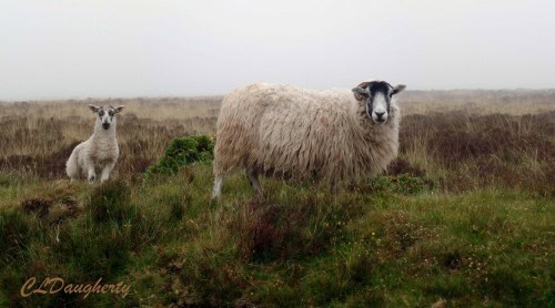 Sheep grazing on the moor.