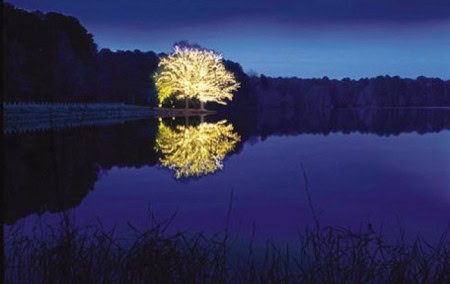 American Beech Tree Lit Up