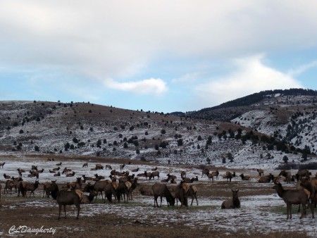 Elk dotting the landscape