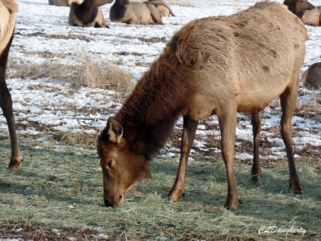 Elk eating upclose
